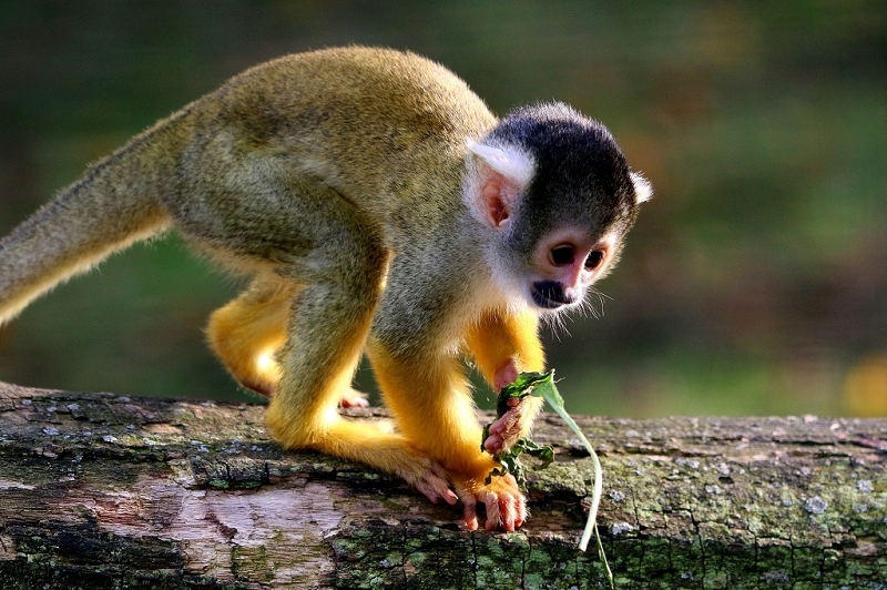 Bolivianische Totenkopfaffen Zoo Vivarium Darmstadt 2017
