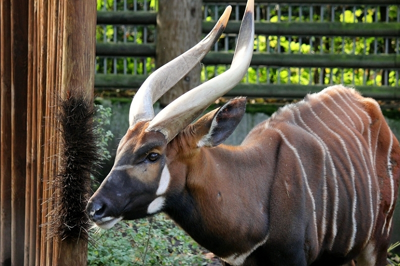 Bongo Antilope Zoo Frankfurt am Main 2013