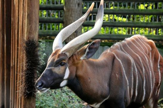 Bongo Antilope Zoo Frankfurt am Main 2013