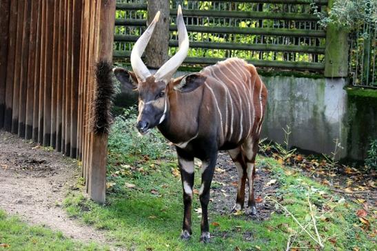 Bongo Antilope Zoo Frankfurt am Main 2013