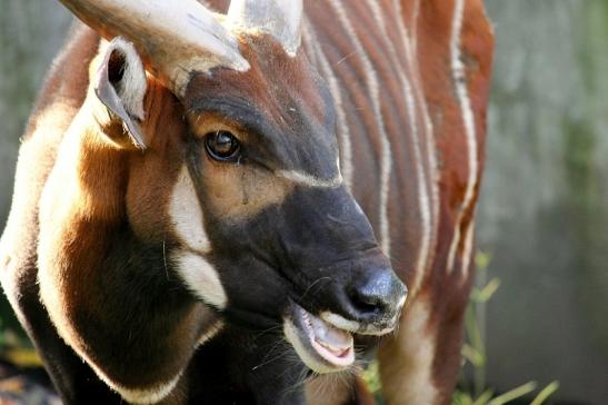 Bongo Antilope Zoo Frankfurt am Main 2013