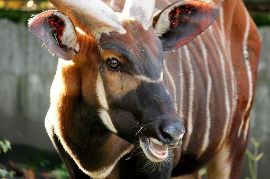 Bongo Antilope Zoo Frankfurt am Main 2013