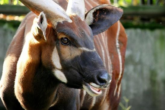 Bongo Antilope Zoo Frankfurt am Main 2013