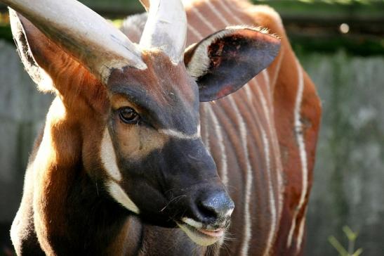 Bongo Antilope Zoo Frankfurt am Main 2013