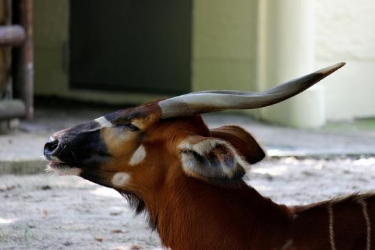 Bongo Antilope Zoo Frankfurt am Main 2013