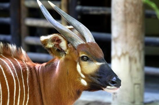 Bongo Antilope Zoo Frankfurt am Main 2017