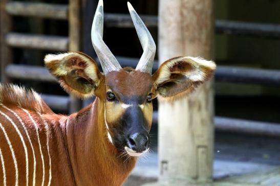 Bongo Antilope Zoo Frankfurt am Main 2017