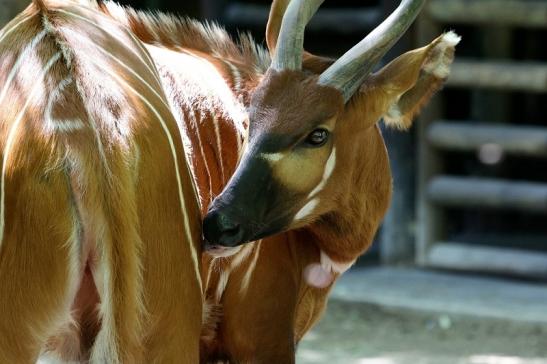 Bongo Antilope Zoo Frankfurt am Main 2017