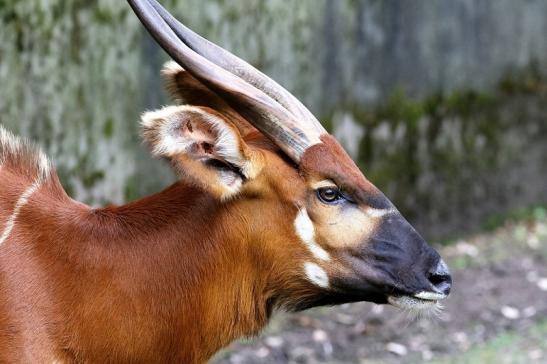 Bongo Antilope Zoo Frankfurt am Main 2018