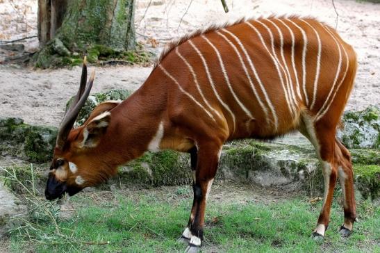 Bongo Antilope Zoo Frankfurt am Main 2018