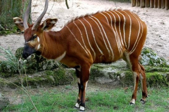 Bongo Antilope Zoo Frankfurt am Main 2018