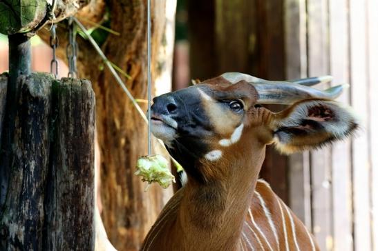 Bongo Antilope Zoo Frankfurt am Main 2018