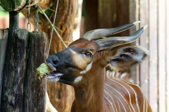 Bongo Antilope Zoo Frankfurt am Main 2018