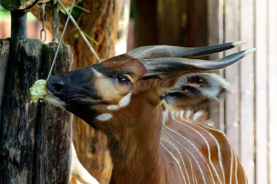 Bongo Antilope Zoo Frankfurt am Main 2018