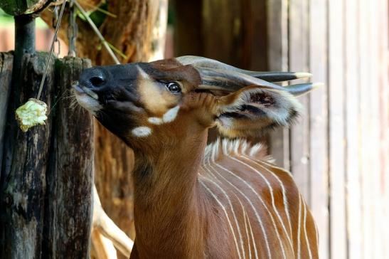 Bongo Antilope Zoo Frankfurt am Main 2018