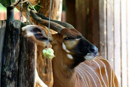 Bongo Antilope Zoo Frankfurt am Main 2018