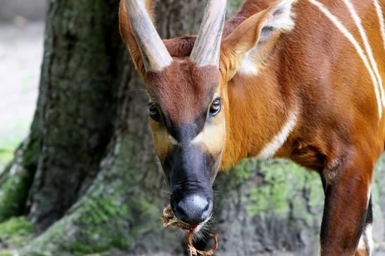 Bongo Antilope Zoo Frankfurt am Main 2018