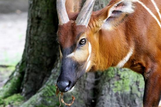 Bongo Antilope Zoo Frankfurt am Main 2018