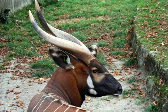 Bongo Antilope Zoo Frankfurt am Main 2011 - 2012