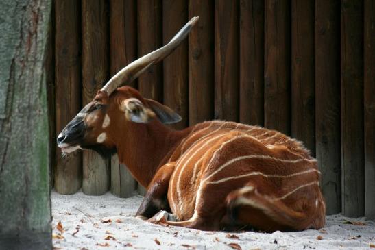 Bongo Antilope Zoo Frankfurt am Main 2011 - 2012