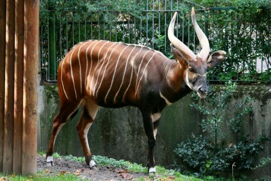 Bongo Antilope Zoo Frankfurt am Main 2011 - 2012