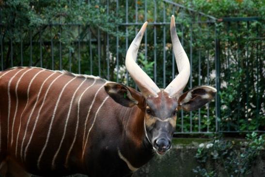 Bongo Antilope Zoo Frankfurt am Main 2011 - 2012