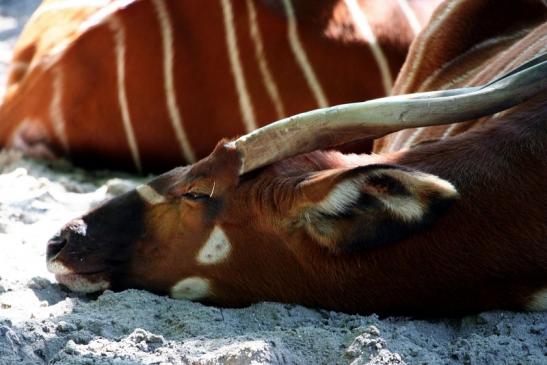 Bongo Antilope Zoo Frankfurt am Main 2011 - 2012