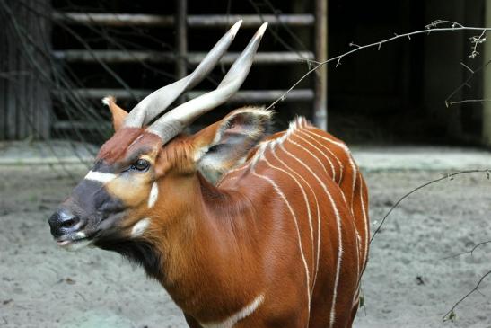 Bongo Antilope Zoo Frankfurt am Main 2011 - 2012