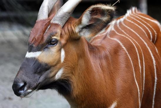 Bongo Antilope Zoo Frankfurt am Main 2011 - 2012