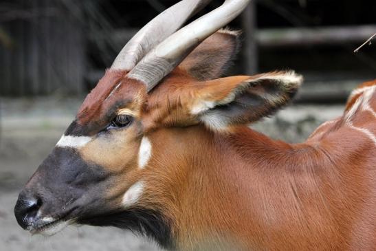 Bongo Antilope Zoo Frankfurt am Main 2011 - 2012