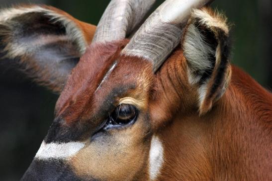 Bongo Antilope Zoo Frankfurt am Main 2011 - 2012