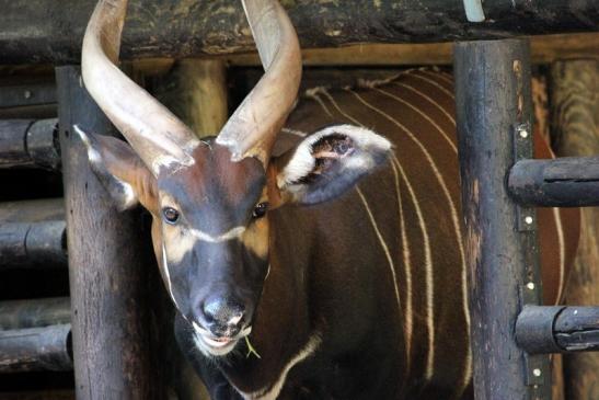 Bongo Antilope Zoo Frankfurt am Main 2011 - 2012