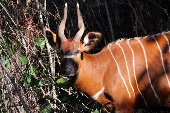 Bongo Antilope Zoo Frankfurt am Main 2011 - 2012