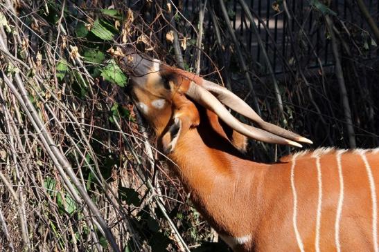 Bongo Antilope Zoo Frankfurt am Main 2011 - 2012