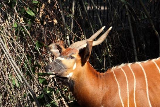 Bongo Antilope Zoo Frankfurt am Main 2011 - 2012