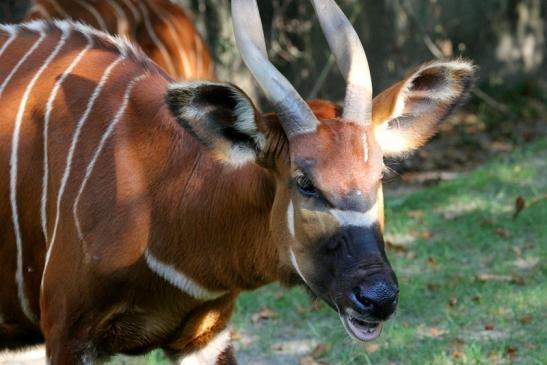 Bongo Antilope Zoo Frankfurt am Main 2011 - 2012