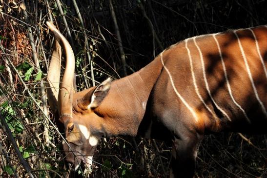 Bongo Antilope Zoo Frankfurt am Main 2011 - 2012