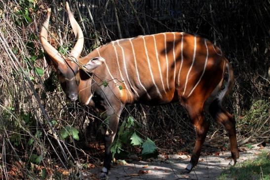 Bongo Antilope Zoo Frankfurt am Main 2011 - 2012