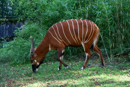 Bongo Antilope Zoo Frankfurt am Main 2011 - 2012