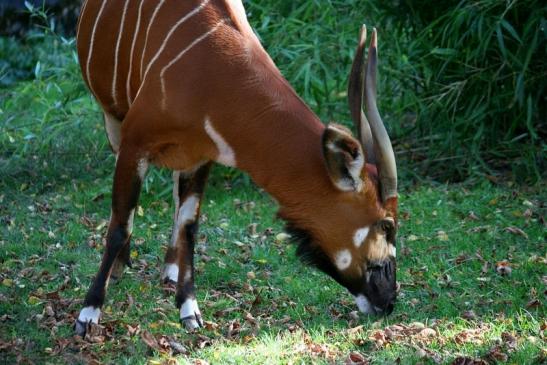 Bongo Antilope Zoo Frankfurt am Main 2011 - 2012