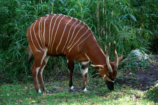 Bongo Antilope Zoo Frankfurt am Main 2011 - 2012