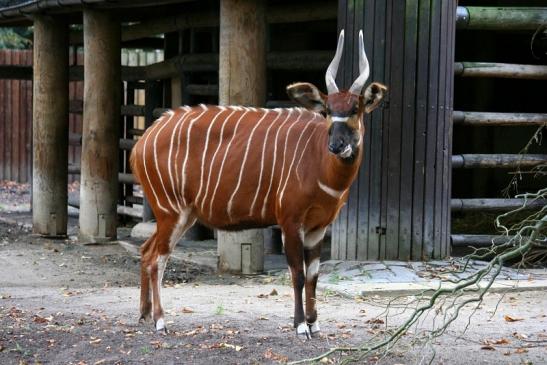 Bongo Antilope Zoo Frankfurt am Main 2011 - 2012