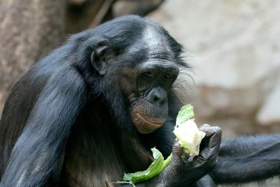 Bonobo Zoo Frankfurt am Main 2018