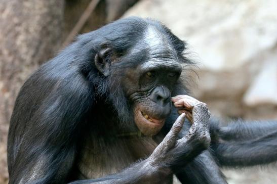 Bonobo Zoo Frankfurt am Main 2018