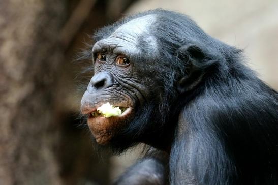 Foto des Monats Oktober 2018 Bonobo Zoo Frankfurt am Main