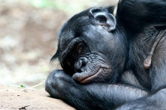 Bonobo Zoo Frankfurt am Main 2018