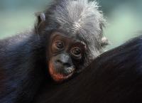 Bonobo