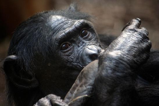 Bonobo Zoo Frankfurt am Main 2011