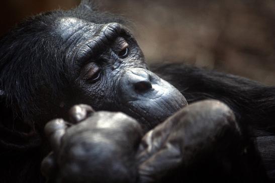 Bonobo Zoo Frankfurt am Main 2011