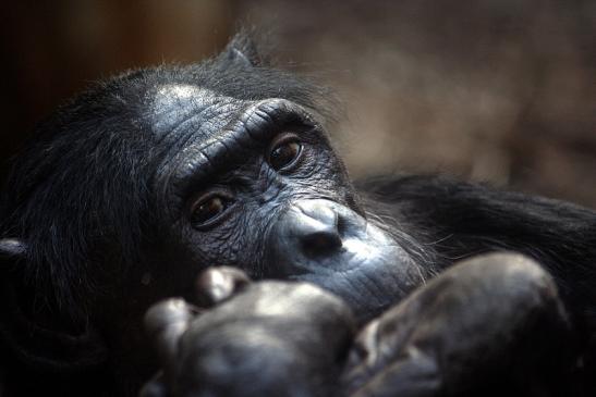 Bonobo Zoo Frankfurt am Main 2011